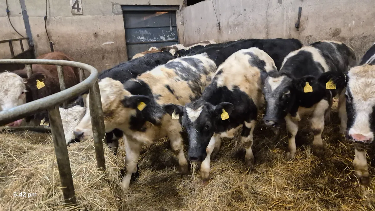 10 Colour bull weanlings for sale - Image 3