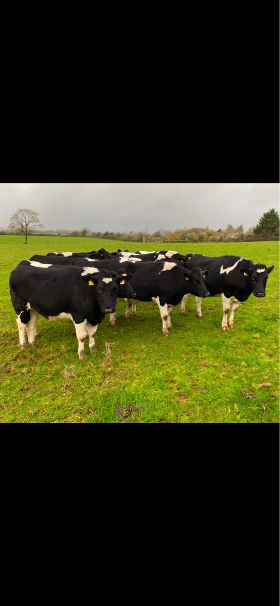 Incalf British Friesian Heifers - Image 1