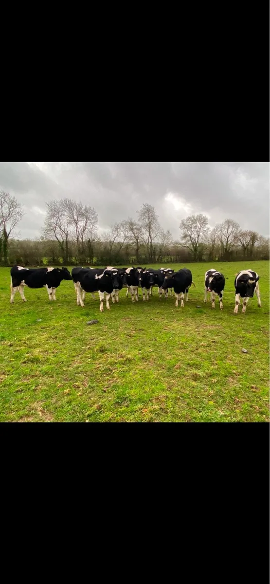 Incalf British Friesian Heifers - Image 2