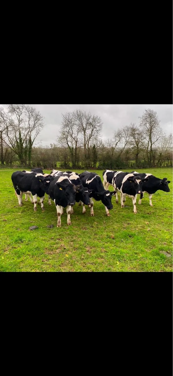 Incalf British Friesian Heifers - Image 3