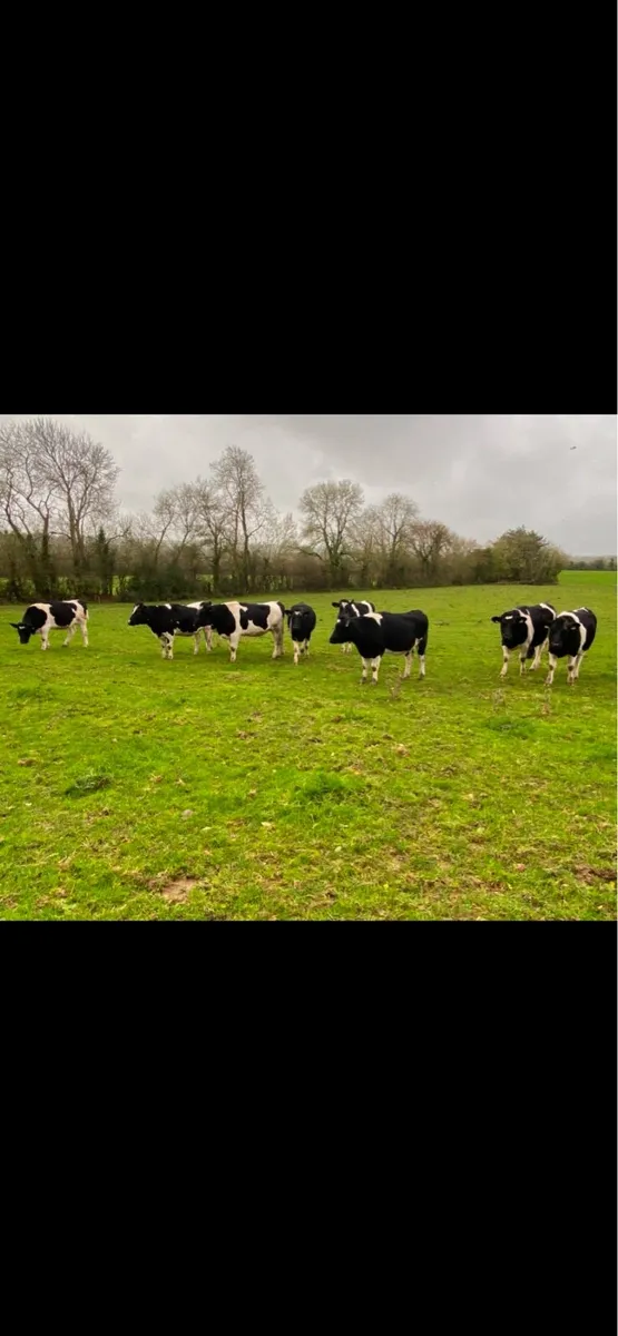 Incalf British Friesian Heifers - Image 4