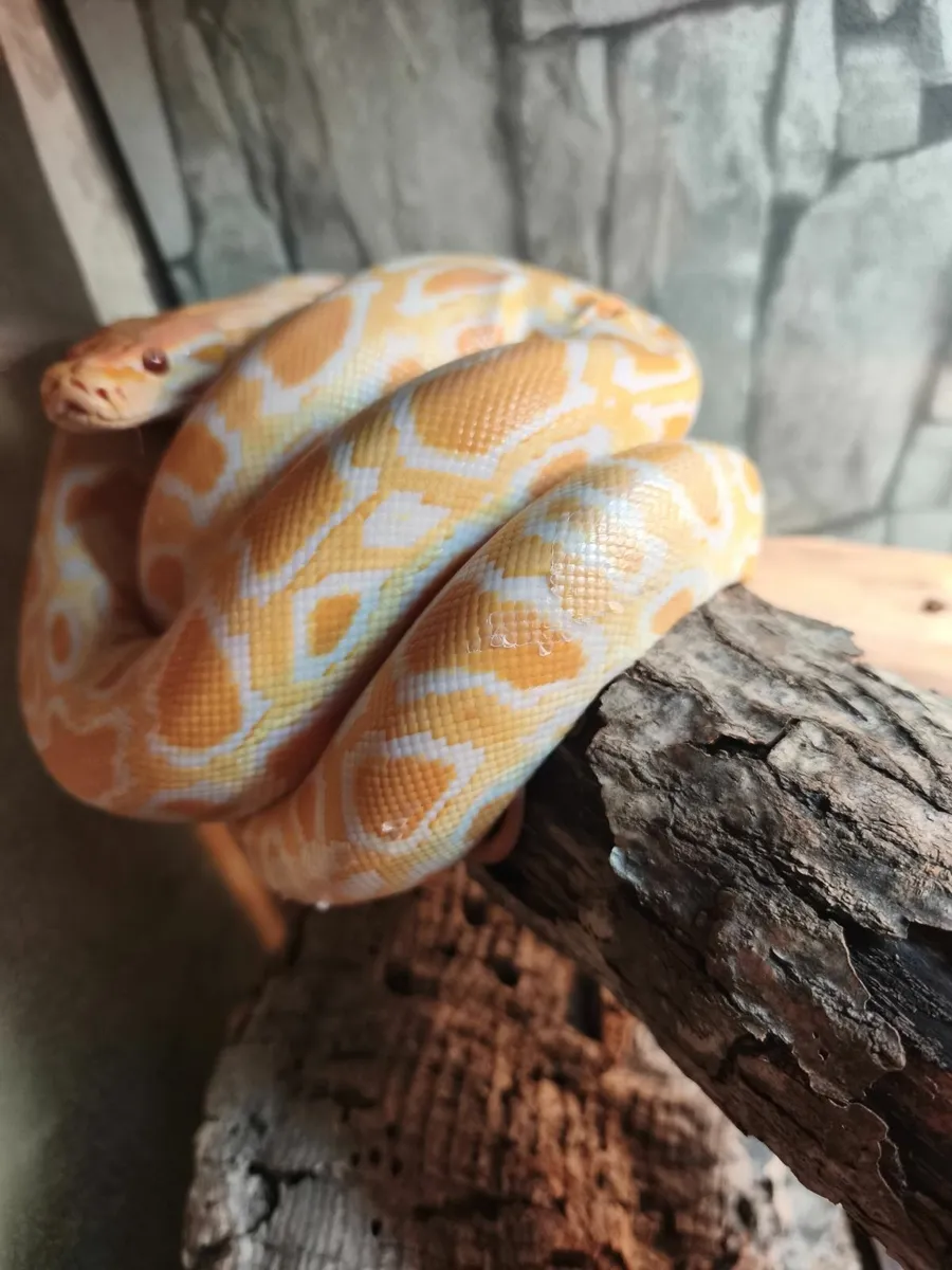 Female albino Burmese python juvenile - Image 1