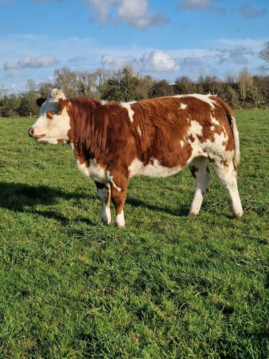 4 top class heifers - Image 1