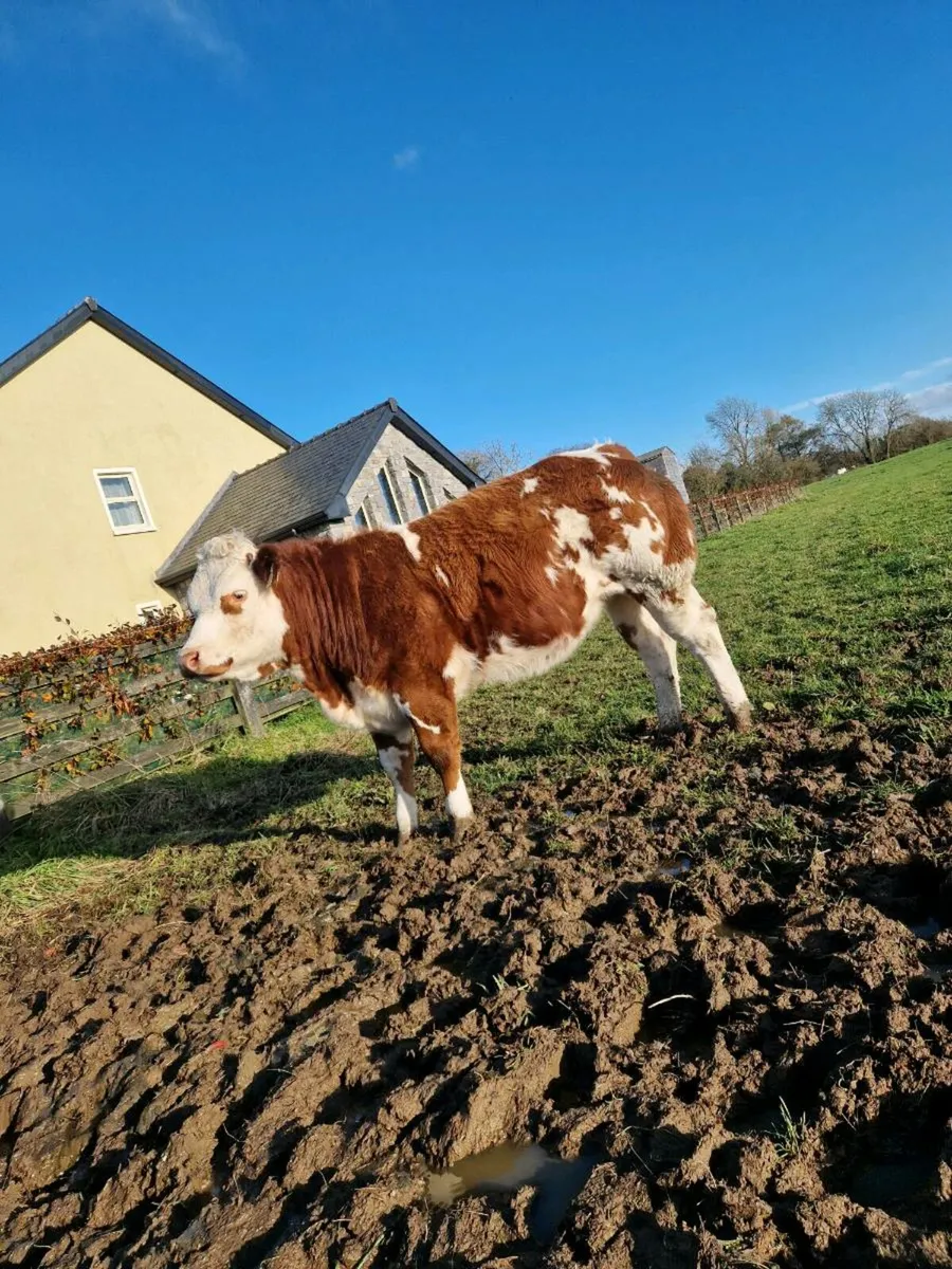 4 top class heifers - Image 2