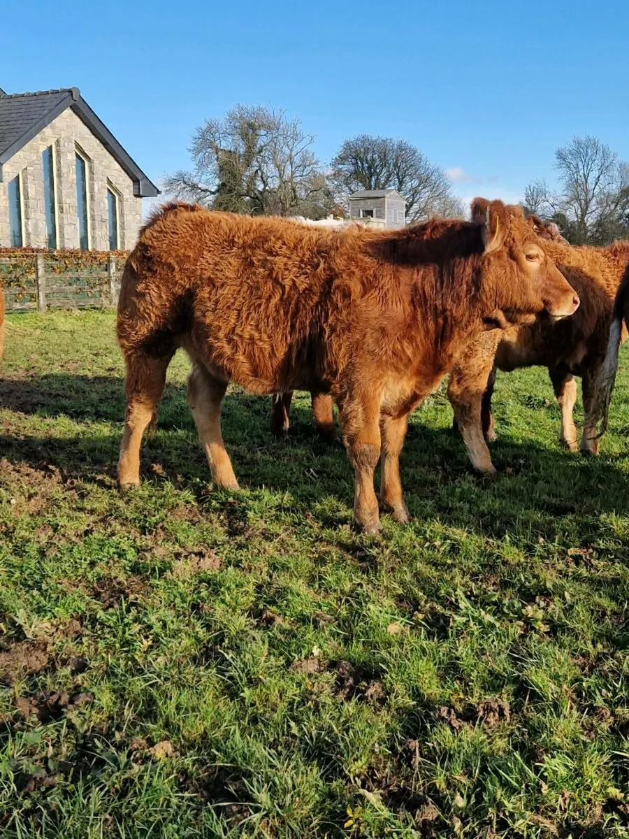 4 top class heifers - Image 3