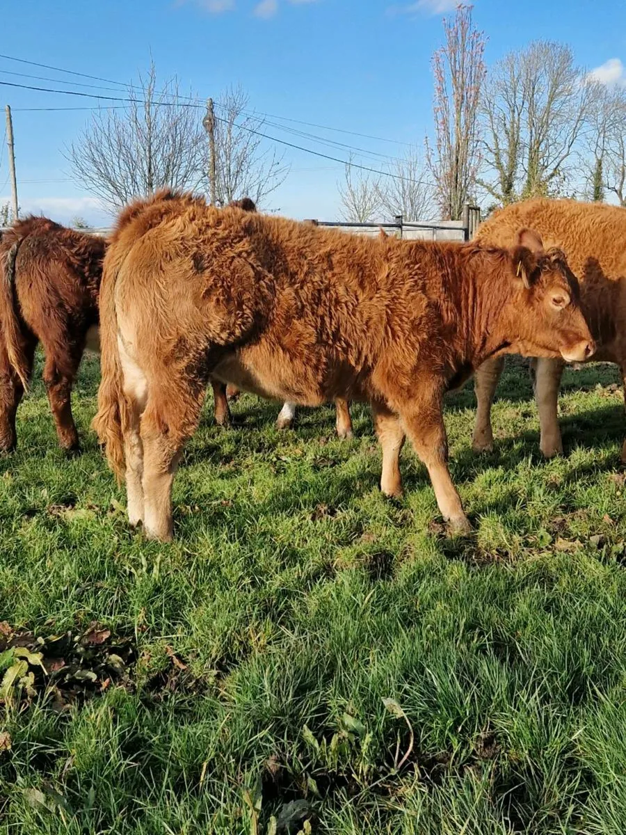 4 top class heifers - Image 4