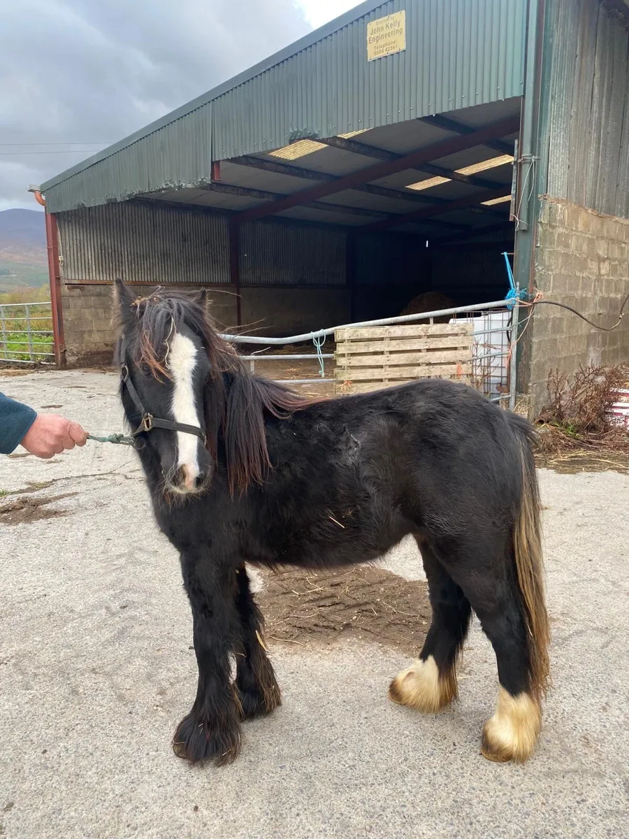 Colt for sale - Image 1