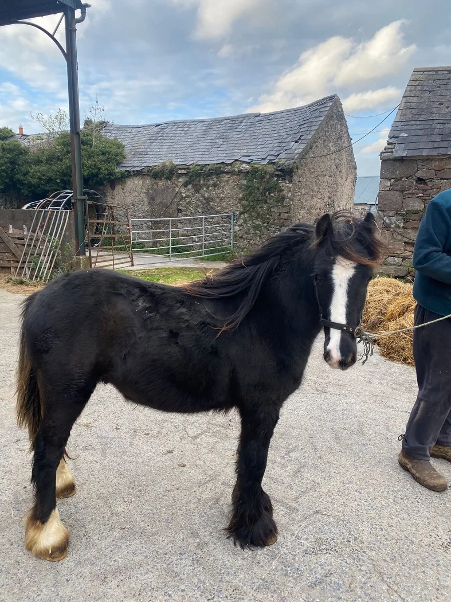 Colt for sale - Image 2