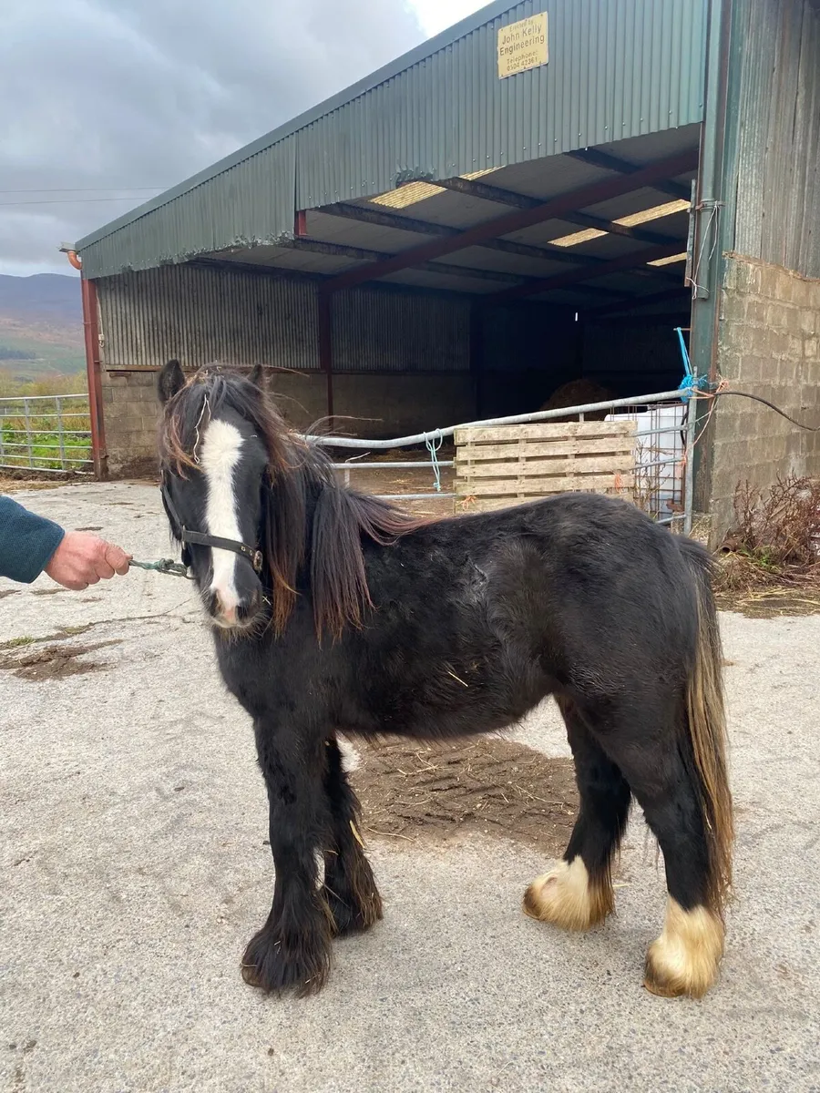 Colt for sale - Image 3