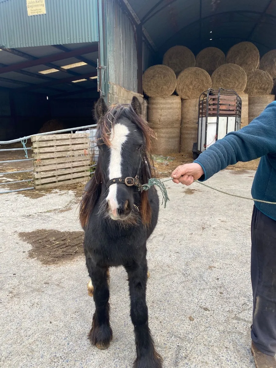 Colt for sale - Image 4