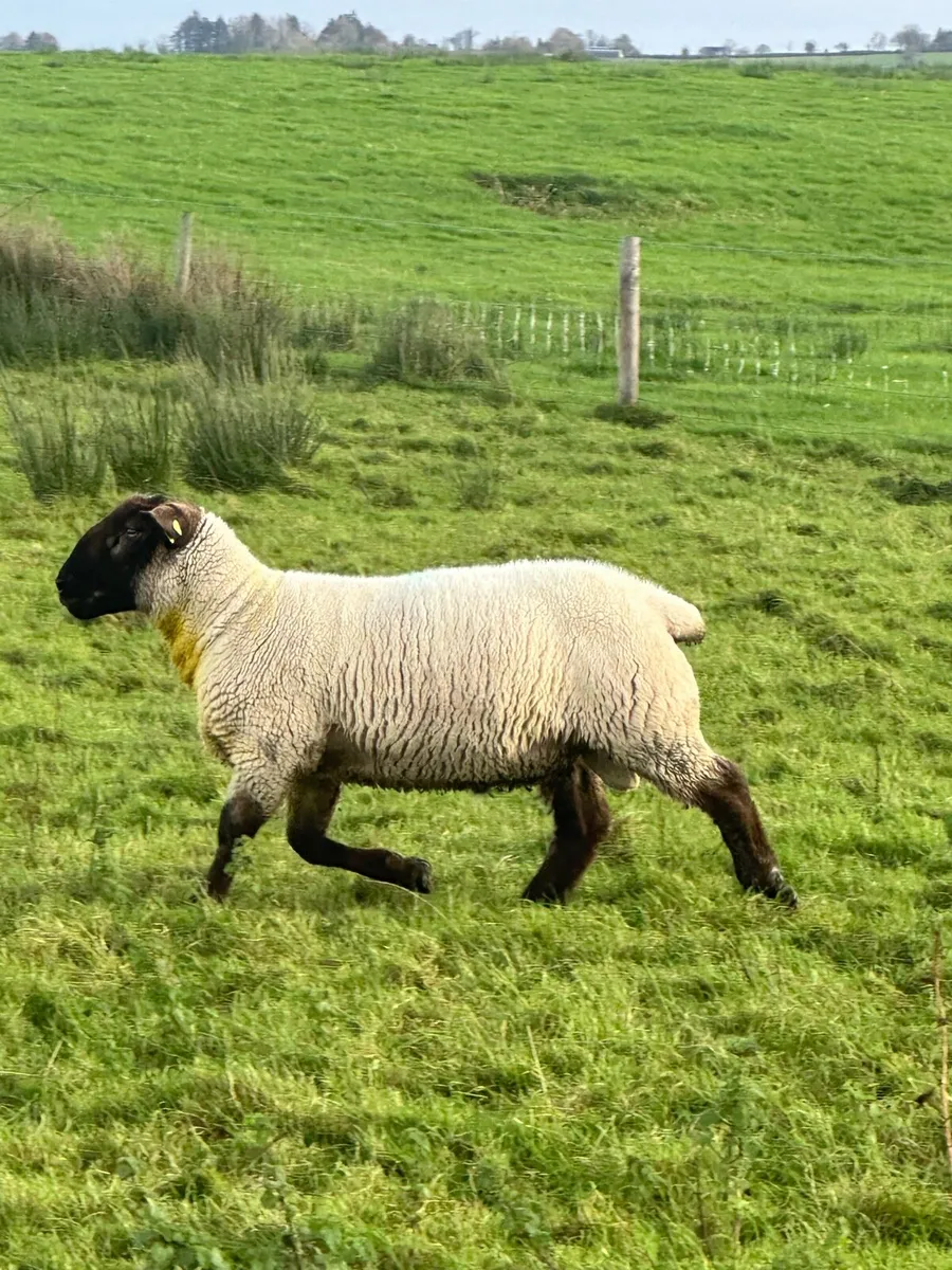 Suftex hogget ram - Image 1