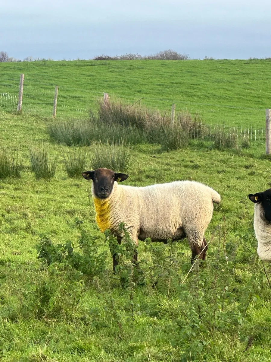 Suftex hogget ram - Image 2