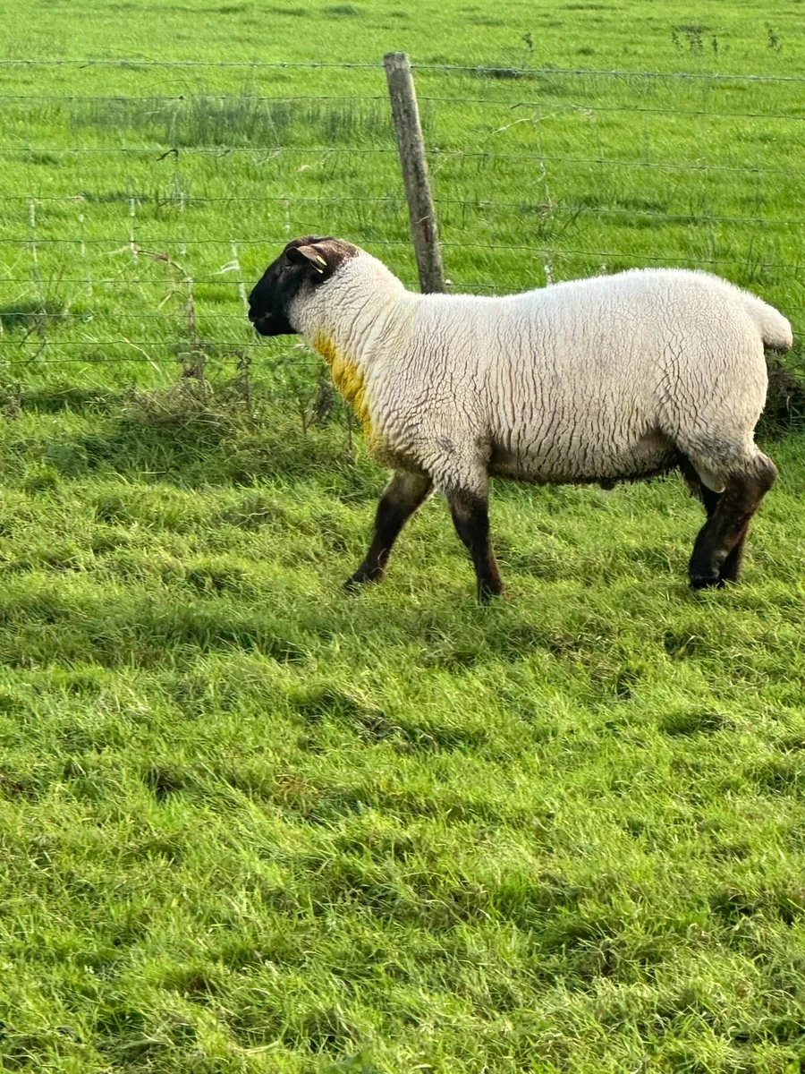 Suftex hogget ram - Image 3