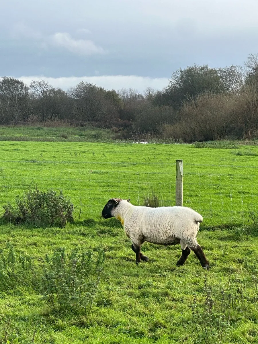 Suftex hogget ram - Image 4