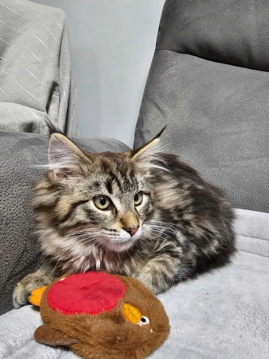 Maine coon kitten - Image 2