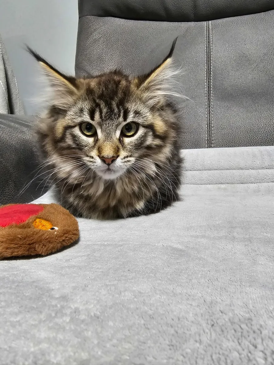 Maine coon kitten - Image 1