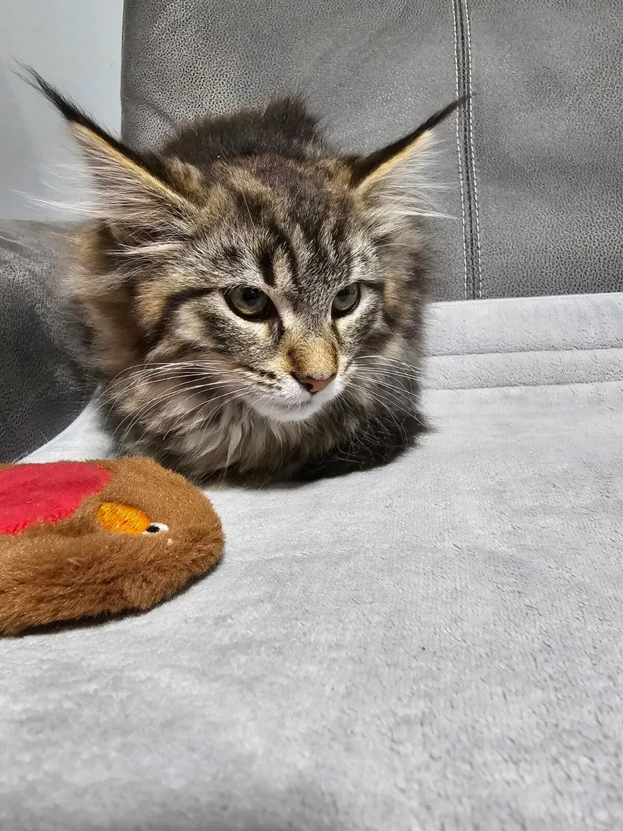 Maine coon kitten - Image 3