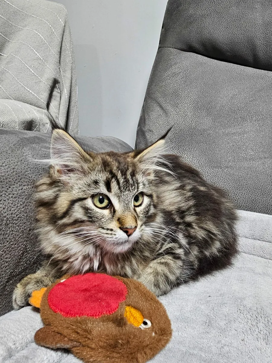 Maine coon kitten - Image 4