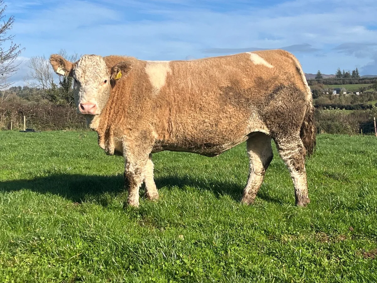 Pedigree Simmental Heifer - Image 1