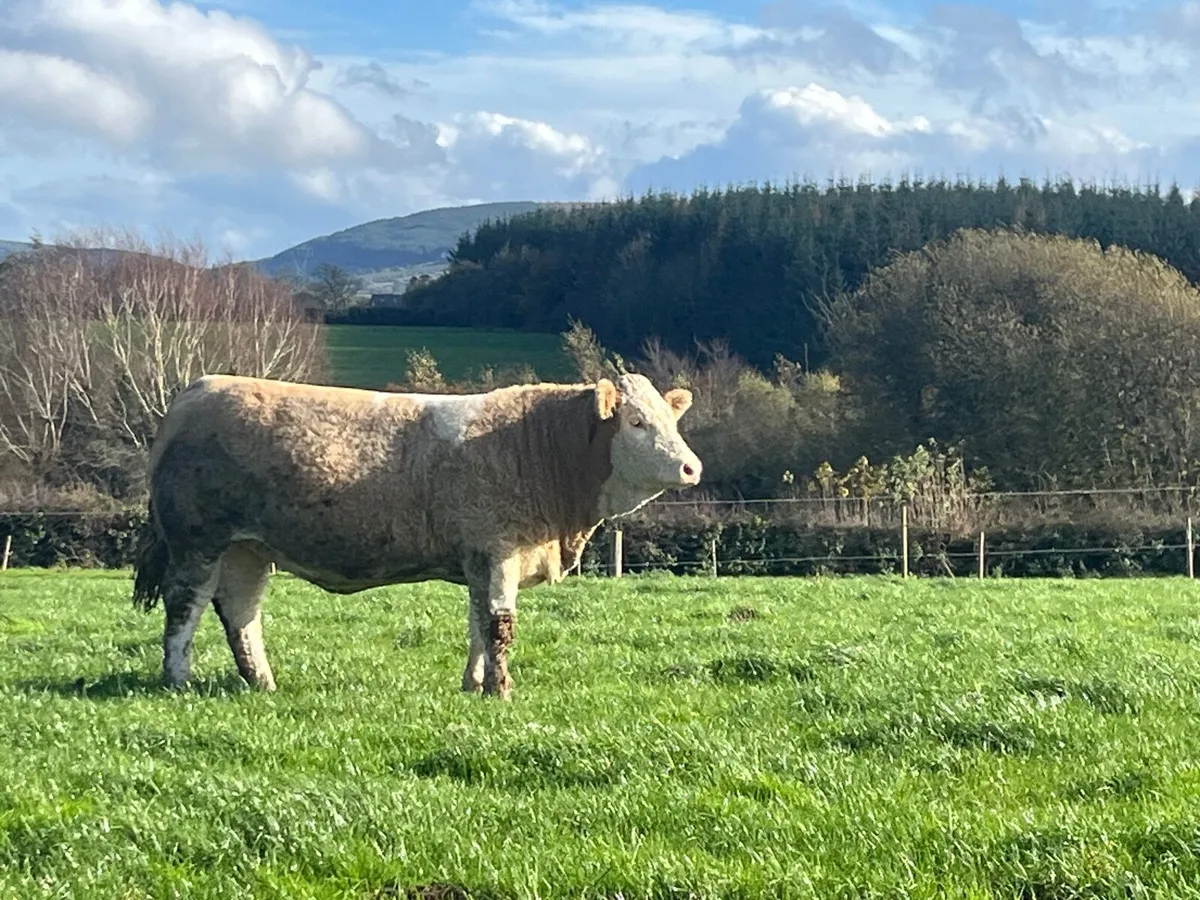 Pedigree Simmental Heifer - Image 2