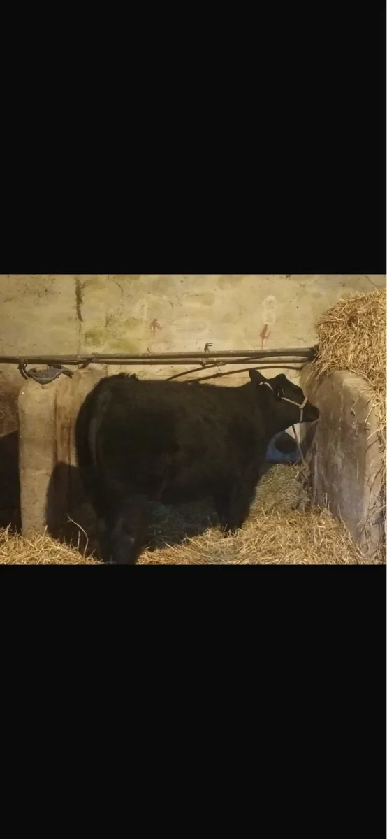 Heifer - Image 1
