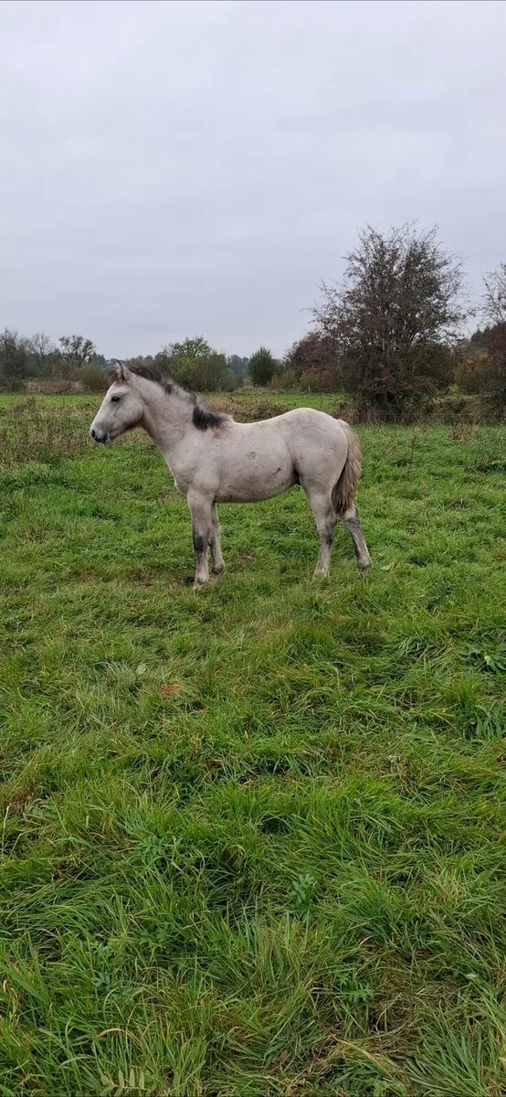 Connemara colt foal - Image 1