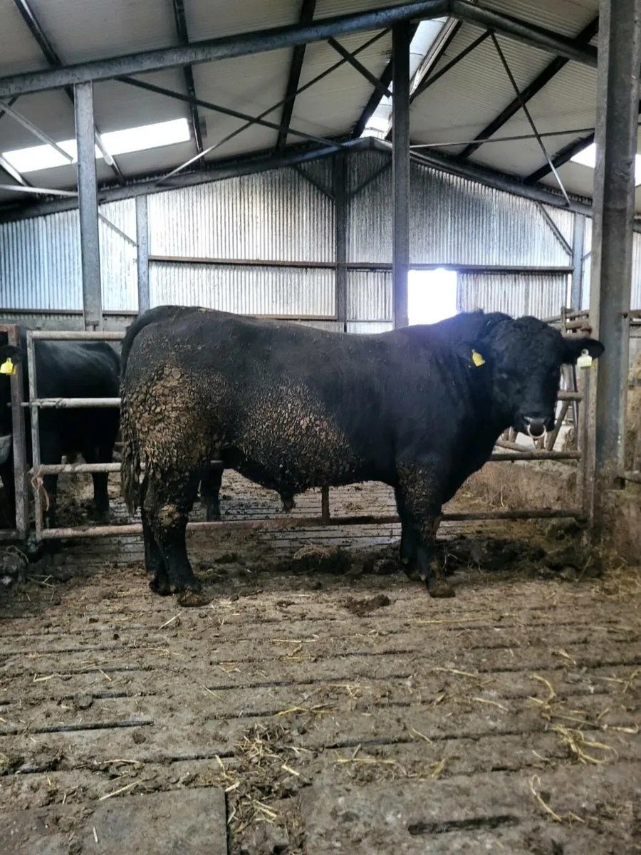 Pedigree aberdeen Augus bull - Image 1
