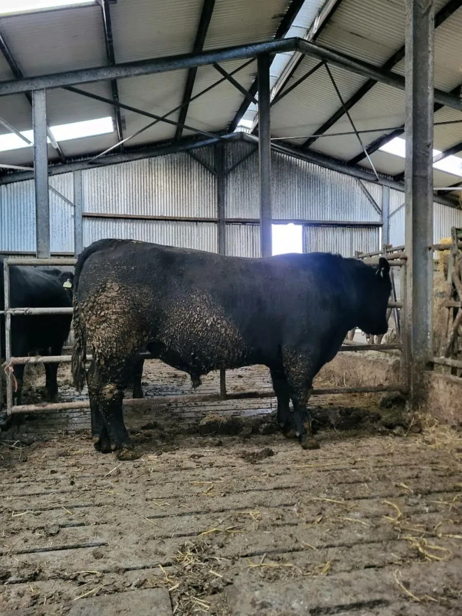 Pedigree aberdeen Augus bull - Image 2