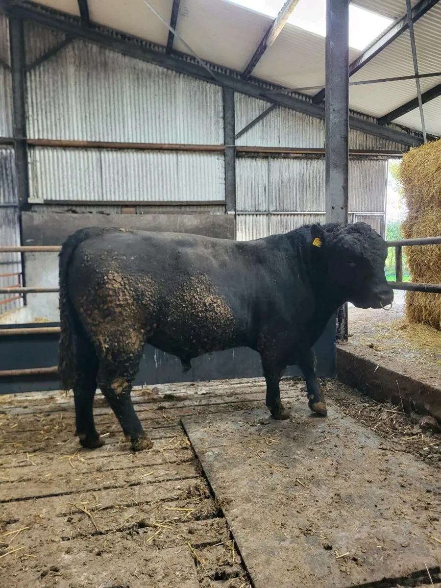 Pedigree aberdeen Augus bull - Image 3