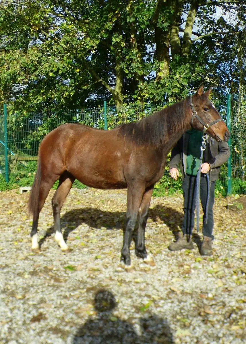 Tb yearling filly - Image 1