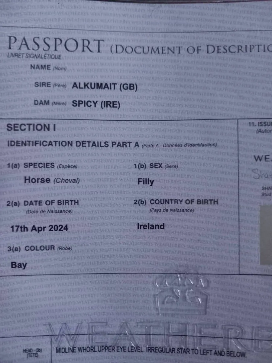 Tb yearling filly - Image 2