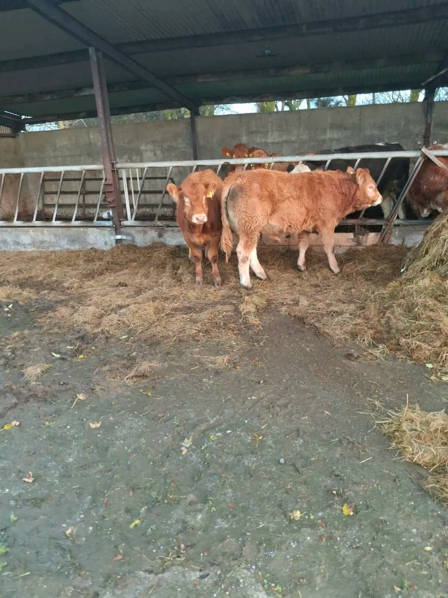 3 Super Weanlings - Image 1