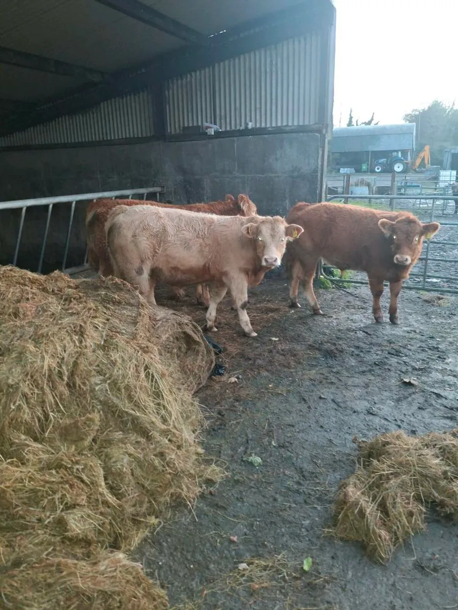 3 Super Weanlings - Image 2