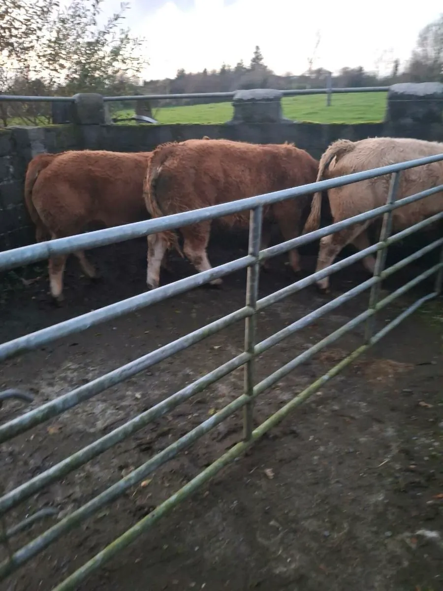 3 Super Weanlings - Image 3