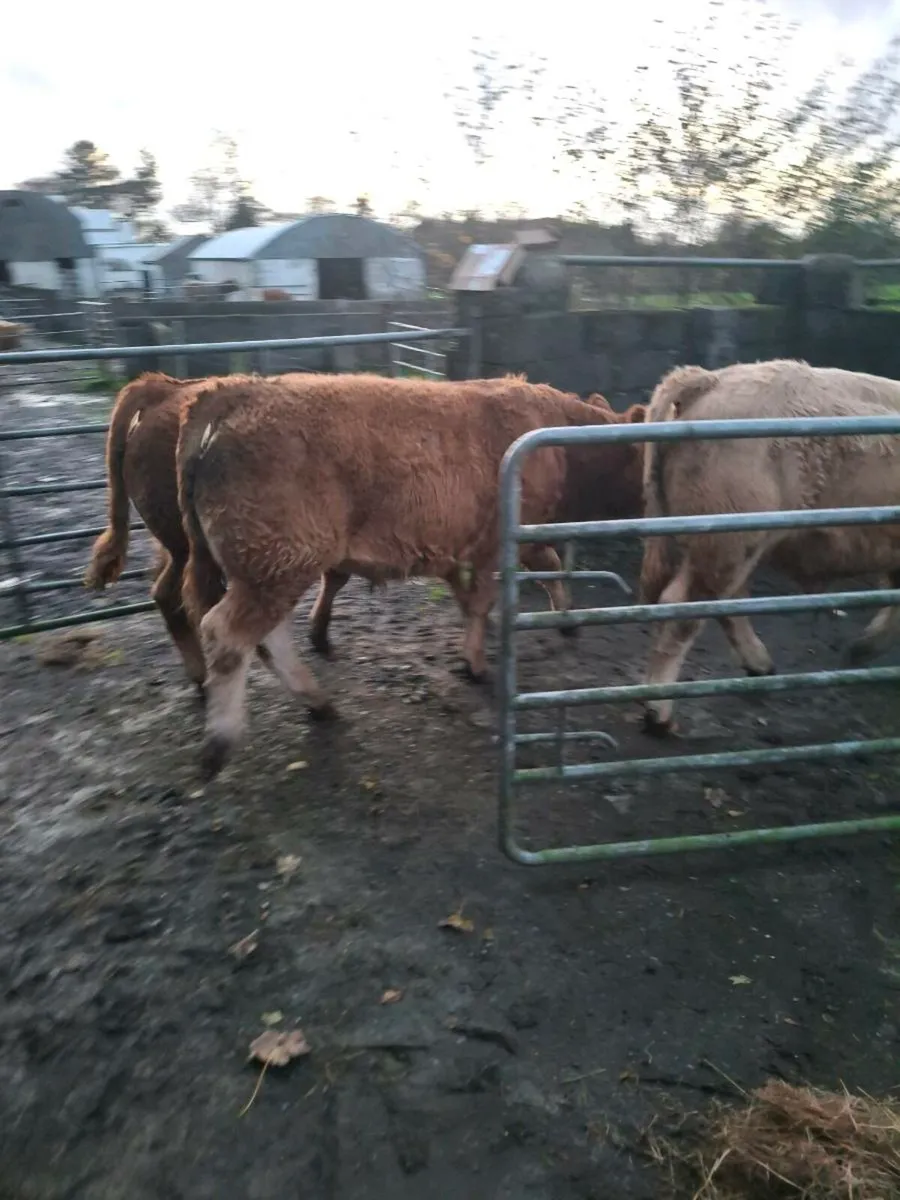 3 Super Weanlings - Image 4