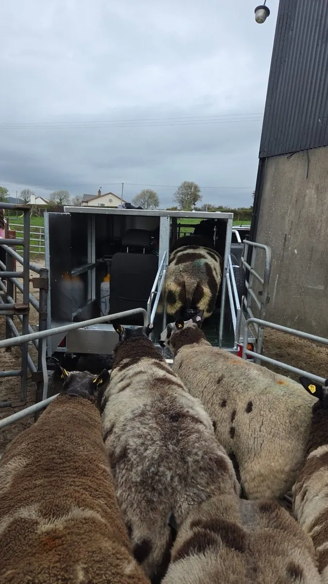 Sheep scanning - Image 1