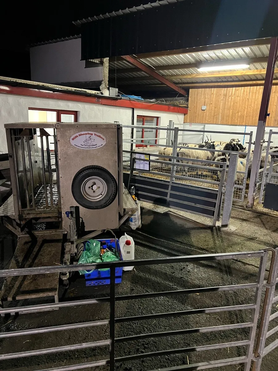 Sheep scanning - Image 3