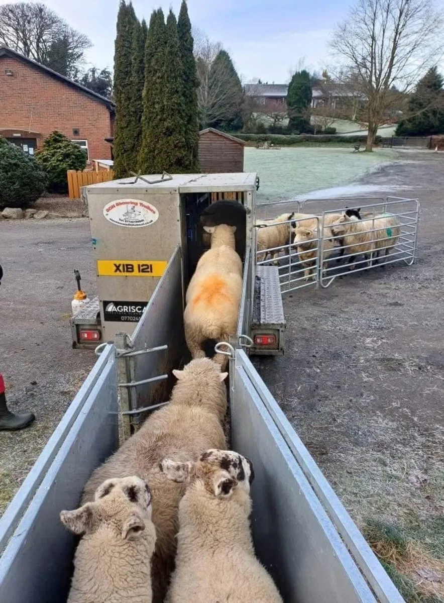 Sheep scanning - Image 4