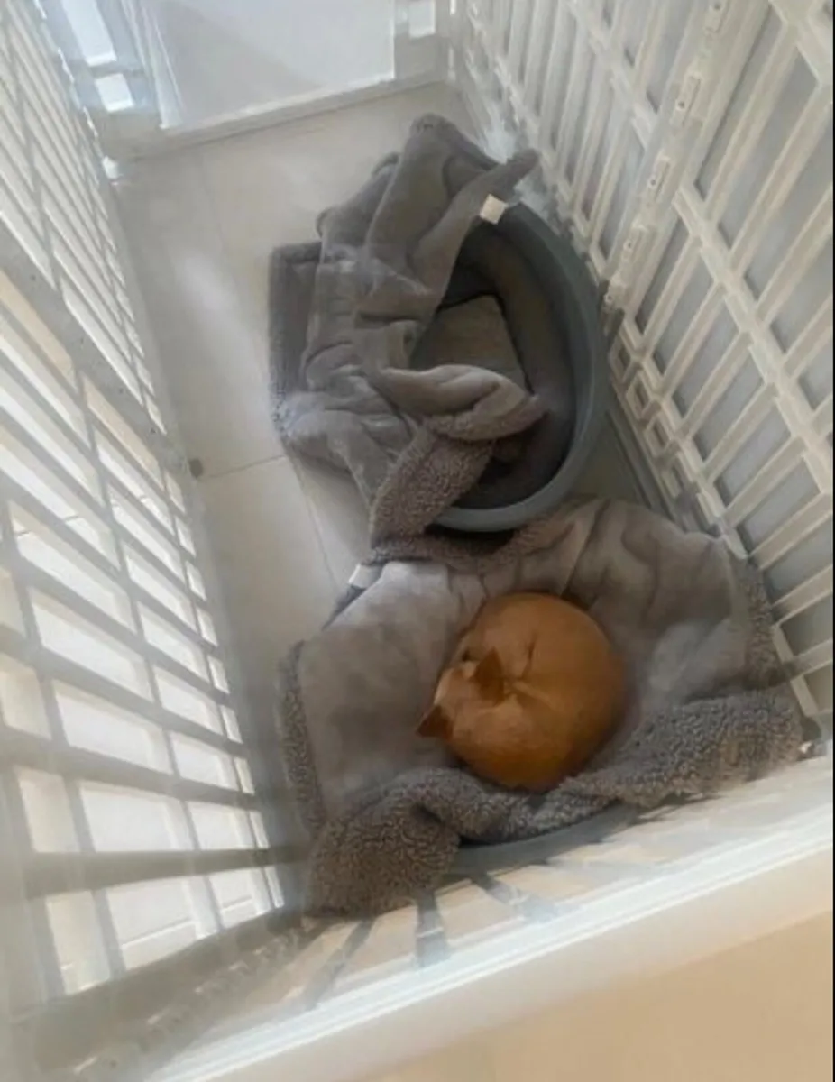 Large Dog Puppy Play Pen Dog Cage - Image 4