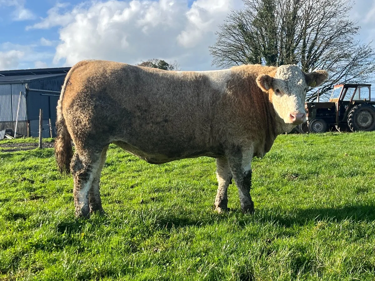 Pedigree Simmental Heifer - Image 3