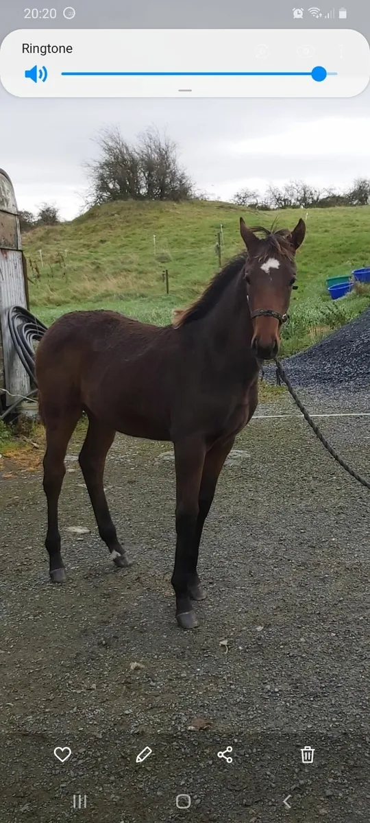 Smashing foal for sale - Image 1
