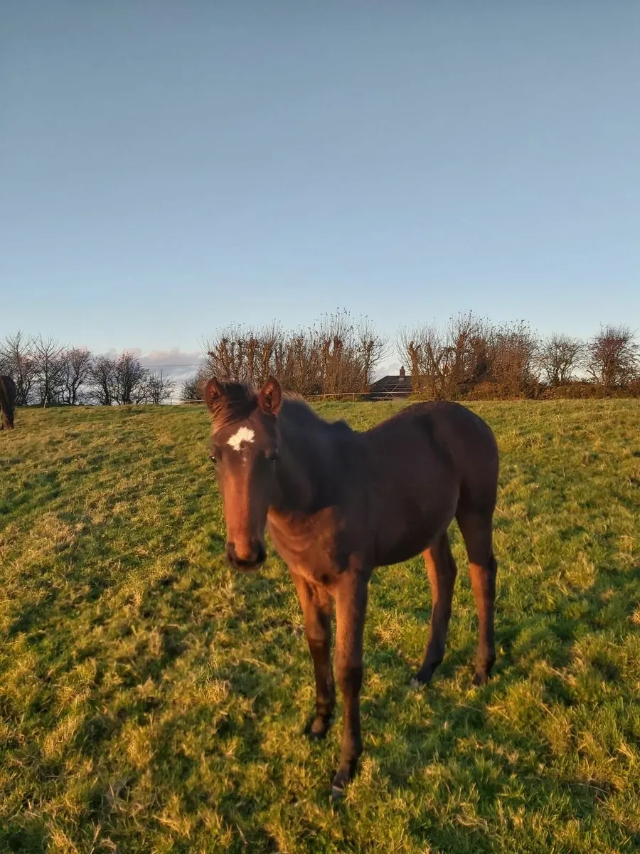 Smashing foal for sale - Image 2