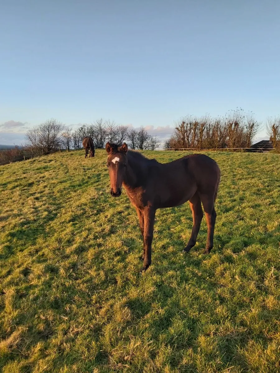 Smashing foal for sale - Image 3