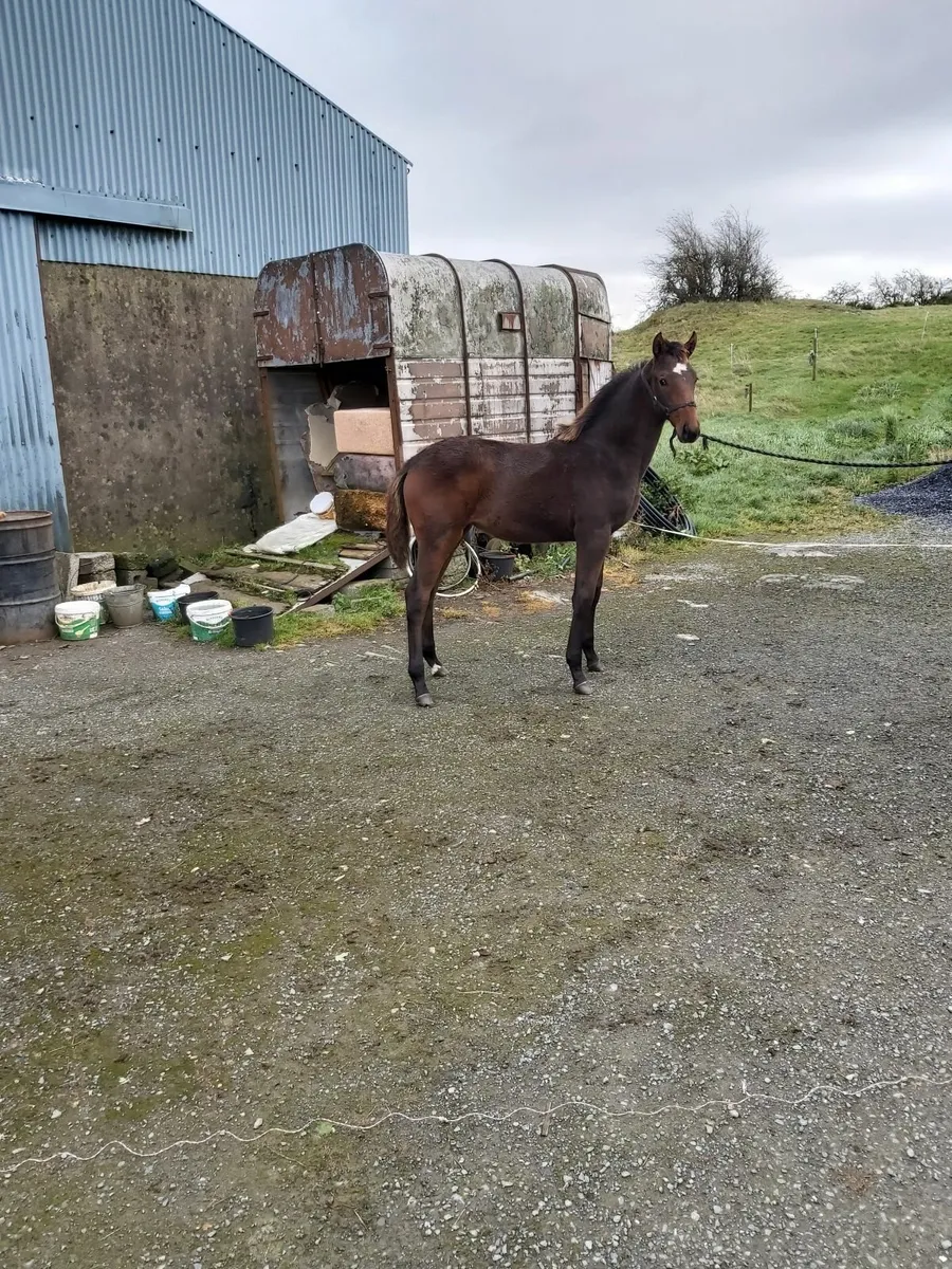 Smashing foal for sale - Image 4