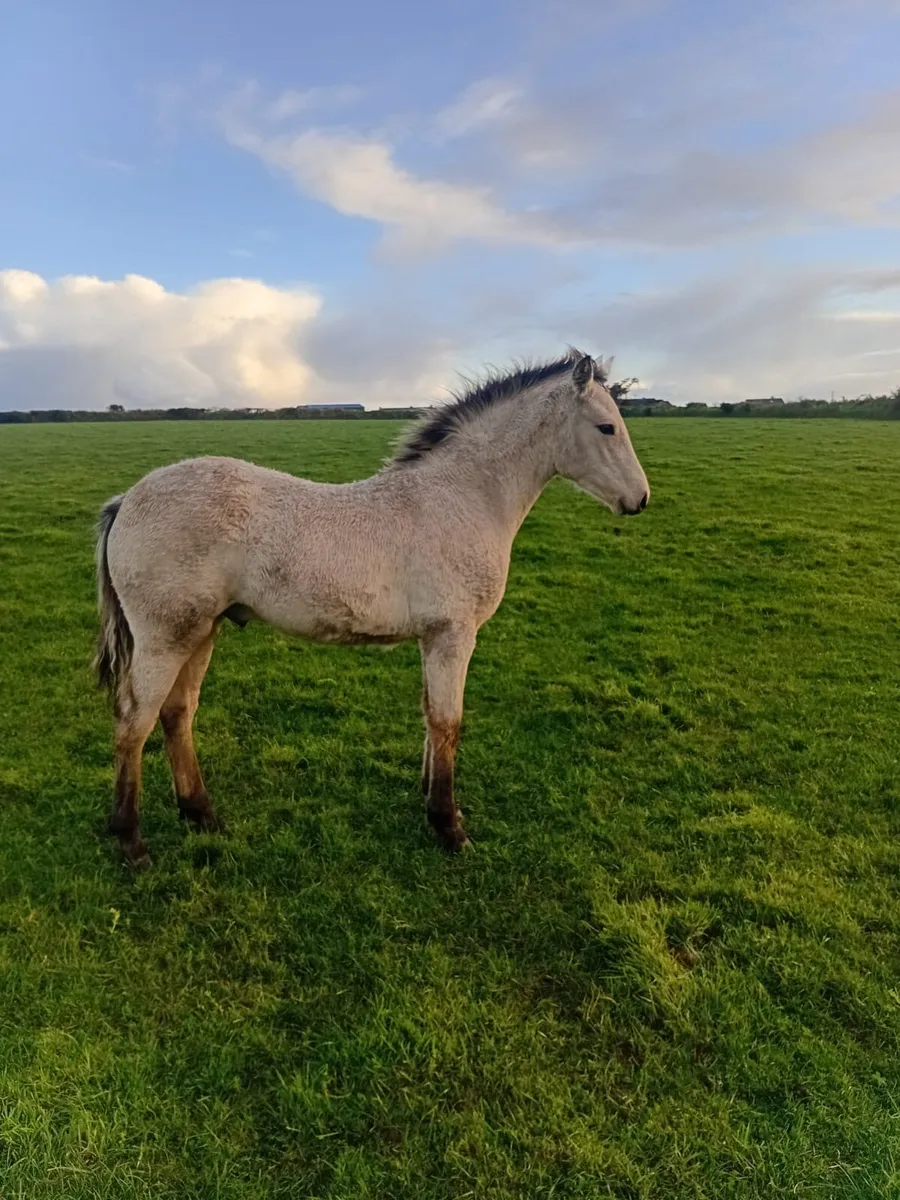 Colt Foal - Image 1