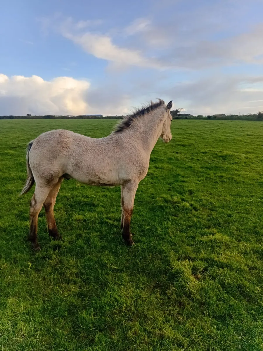 Colt Foal - Image 2