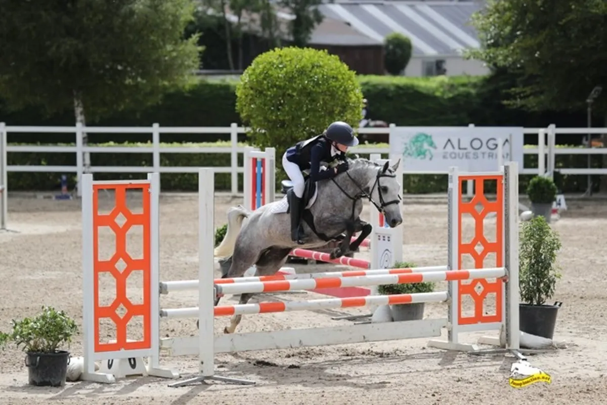 135cm Showjumper - Image 1