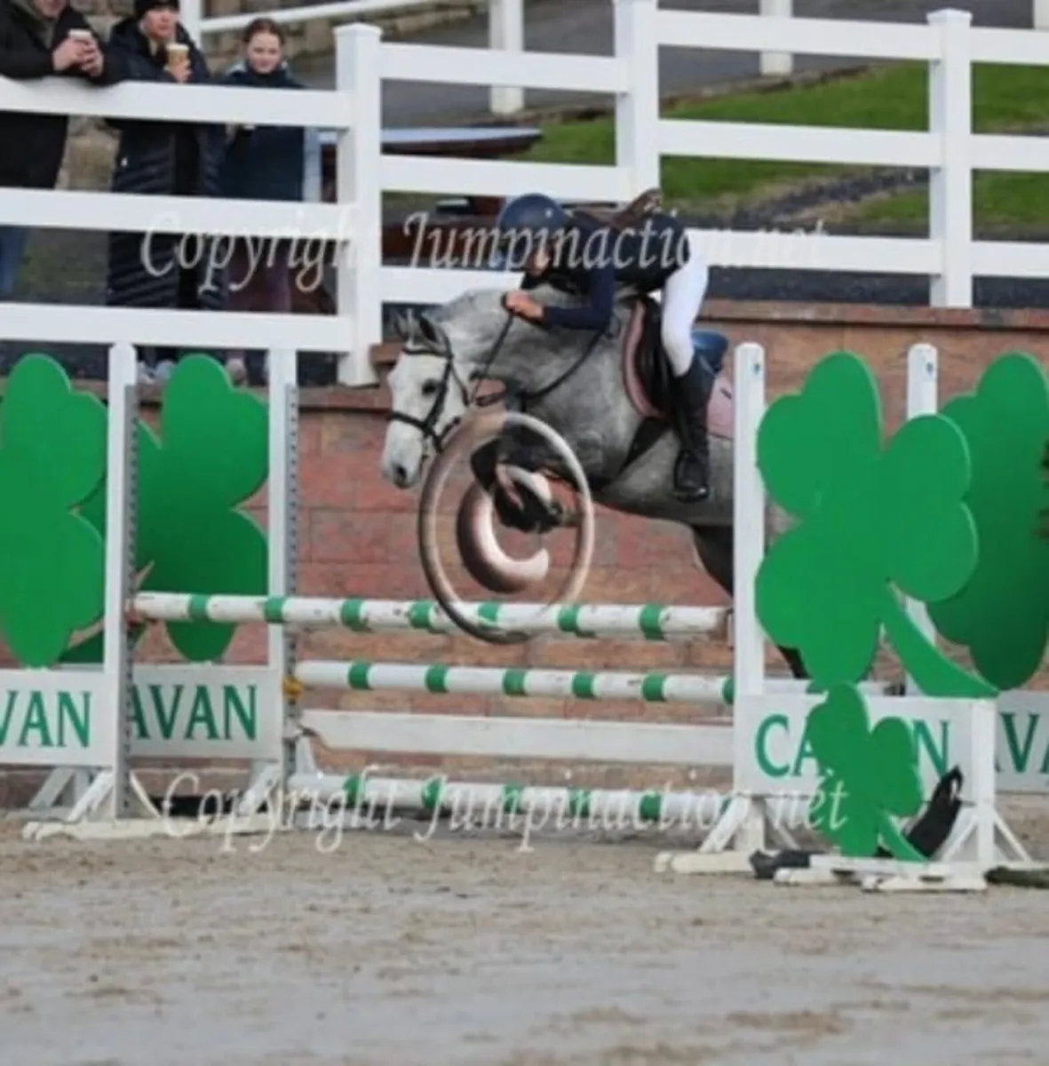 135cm Showjumper - Image 2