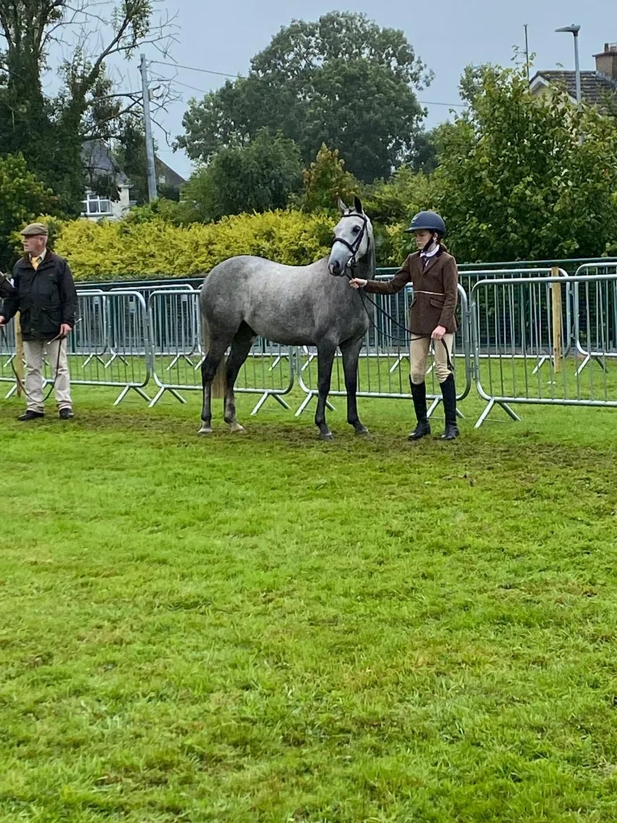 135cm Showjumper - Image 3