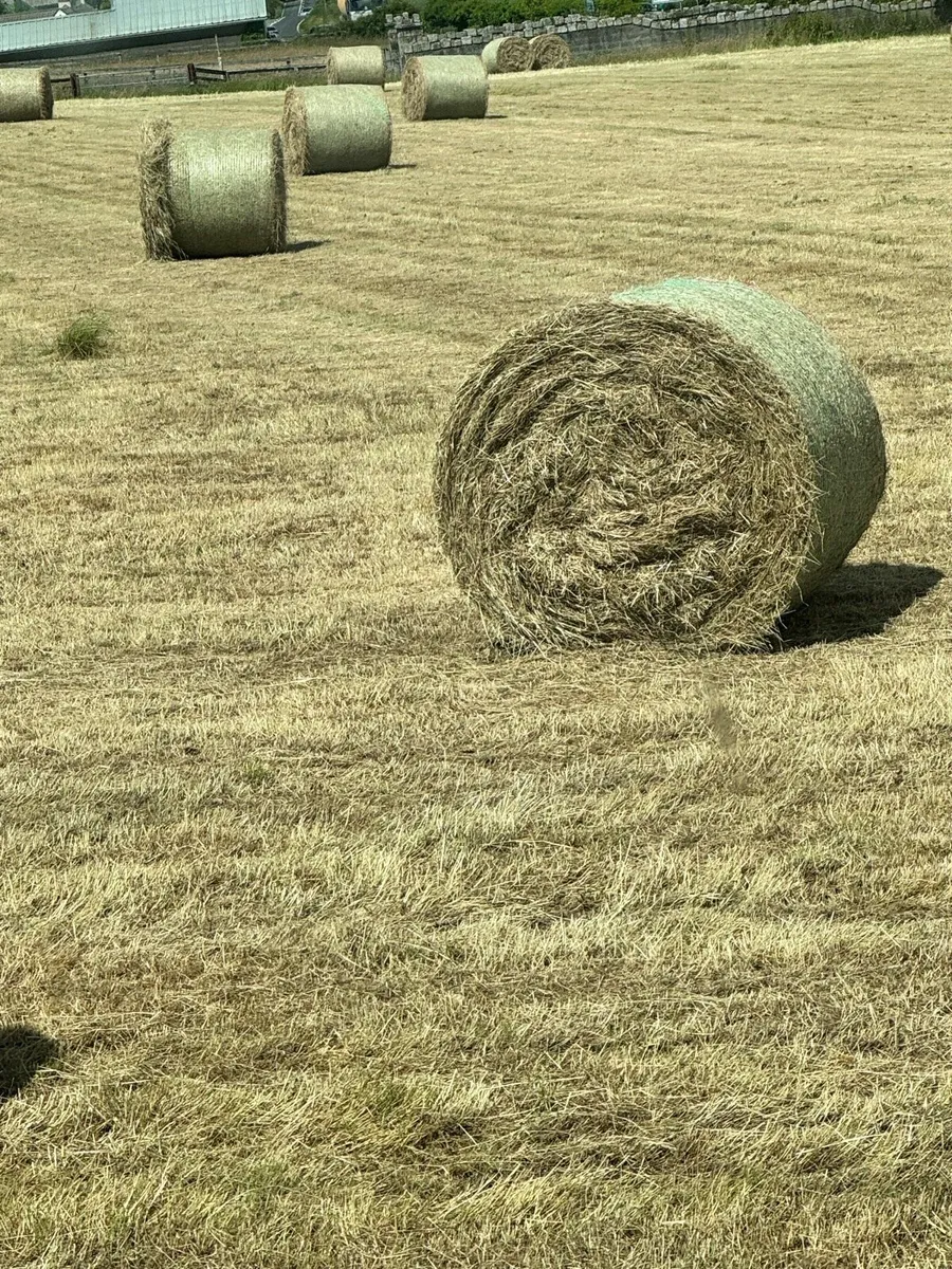 Hay